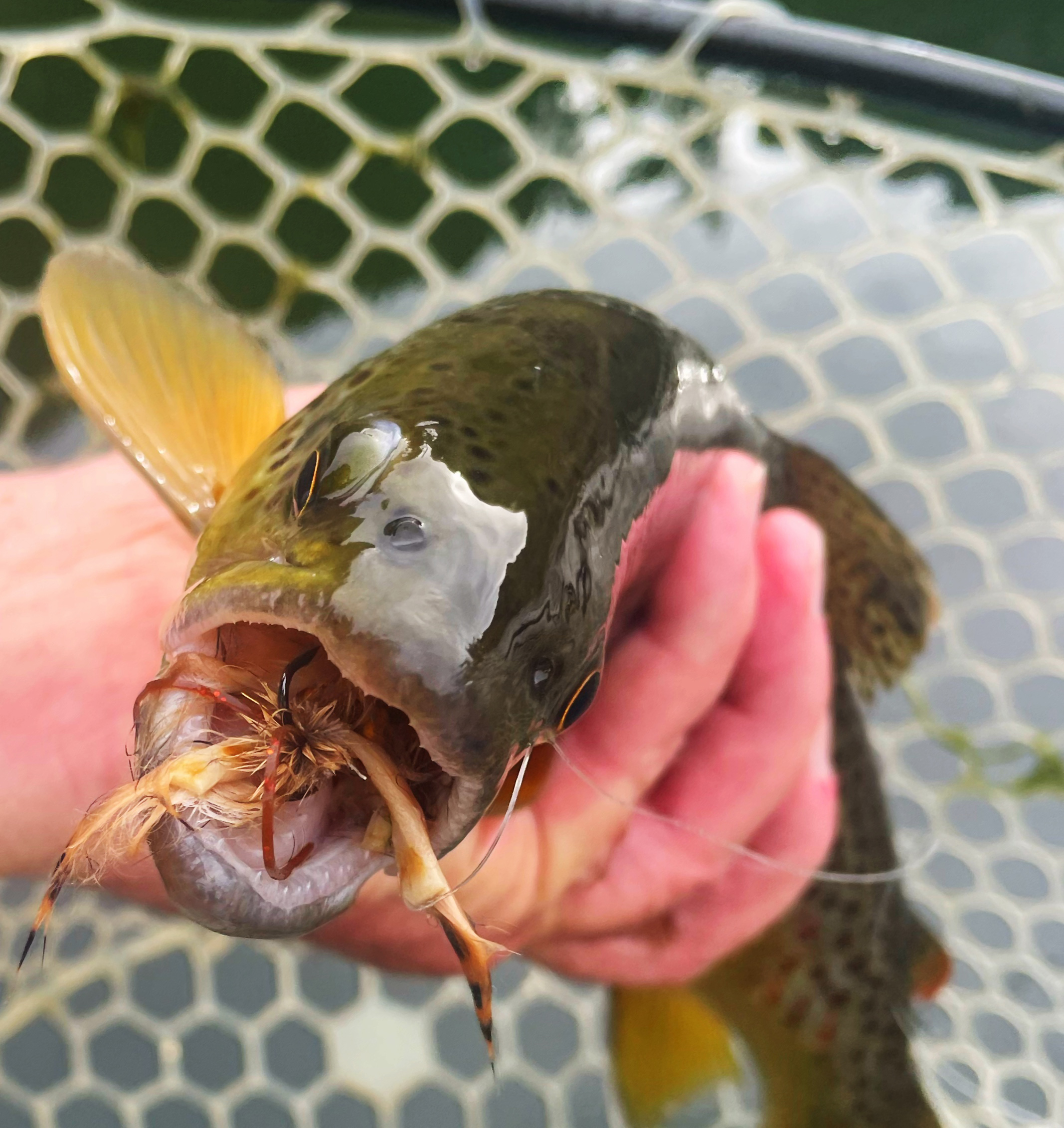 Brown trout in the net.