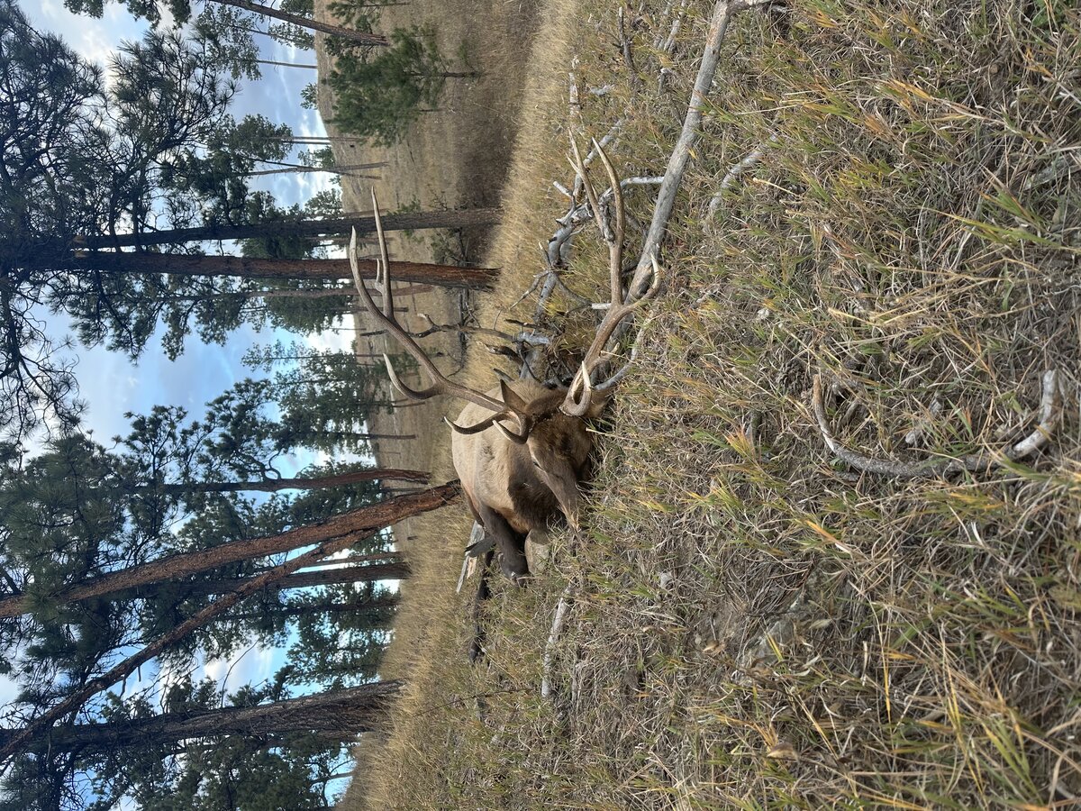 Elk hunt in the field Montana